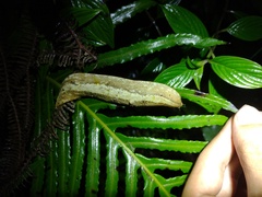 Vaginulus taunaisii