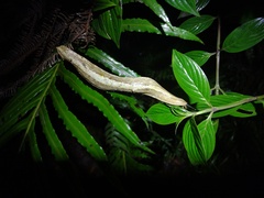 Vaginulus taunaisii