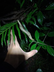 Vaginulus taunaisii