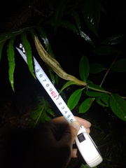 Vaginulus taunaisii