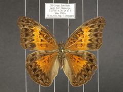 Cymothoe caenis
