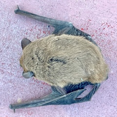 Pipistrellus kuhlii