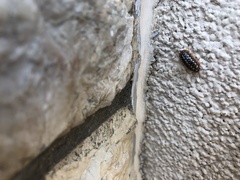 Armadillidium klugii