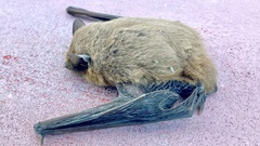 Pipistrellus kuhlii