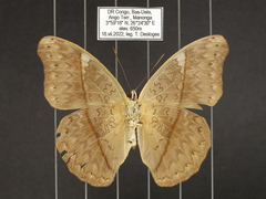 Cymothoe caenis