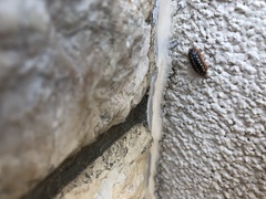 Armadillidium klugii