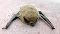 Pipistrellus kuhlii