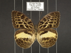 Bebearia abesa pandera