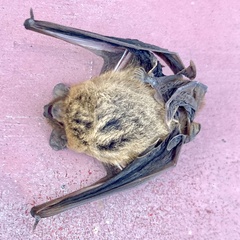 Pipistrellus kuhlii