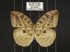 Bebearia abesa pandera