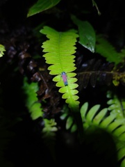 Cardioscarta flavifrons