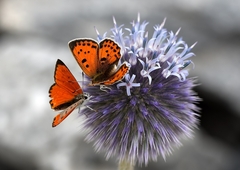 Lycaena thetis