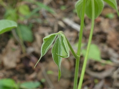 Dioscorea hispida