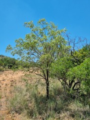 Bolusanthus speciosus