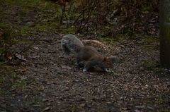 Sciurus carolinensis