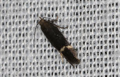 Aproaerema simplexella