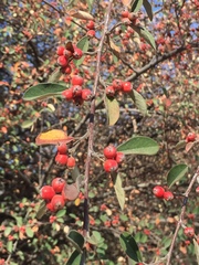 Malacomeles denticulata
