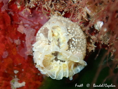 Botrylloides crystallinus