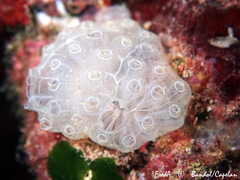 Botrylloides crystallinus