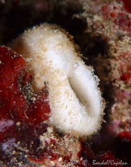 Calcarea