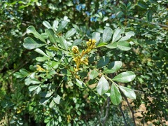 Hippobromus pauciflorus