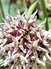 Synanthedon bibionipennis