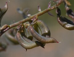 Astragalus cimae cimae