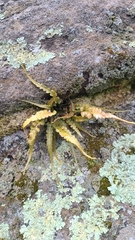 Asplenium pinnatifidum