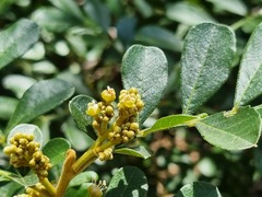 Hippobromus pauciflorus