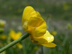 Ranunculus millefoliatus