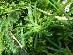 Ranunculus millefoliatus