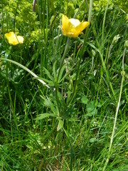 Ranunculus millefoliatus