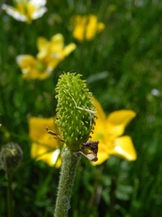 Ranunculus millefoliatus