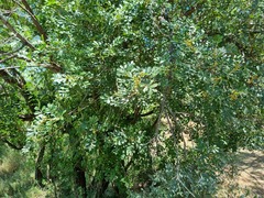 Hippobromus pauciflorus