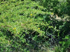Vachellia nilotica