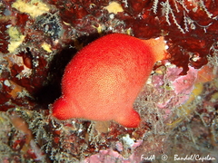 Halocynthia papillosa