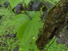 Dioscorea hispida