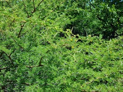 Vachellia nilotica