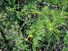 Vachellia nilotica