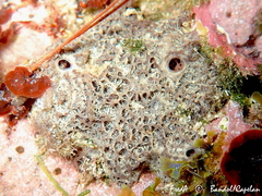 Ircinia retidermata