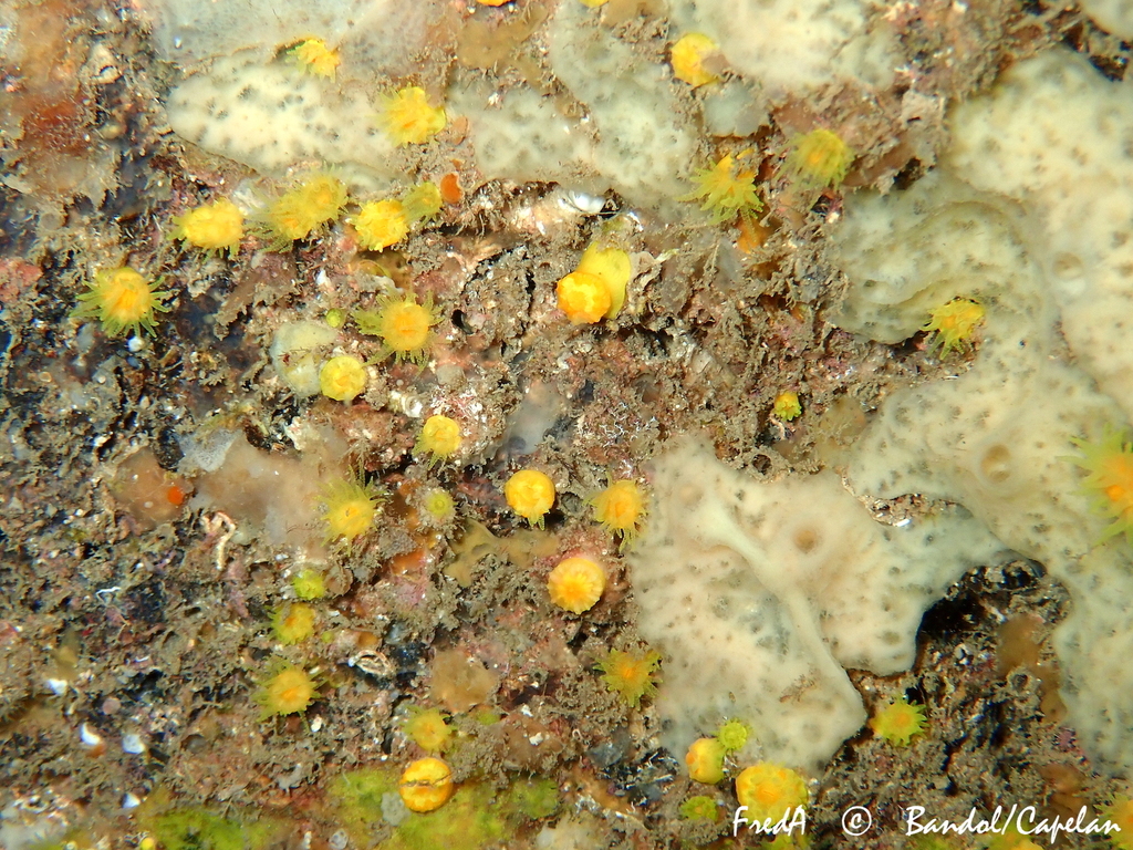 Photo of Yellow solitary coral (Leptopsammia pruvoti)