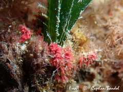 Miniacina miniacea