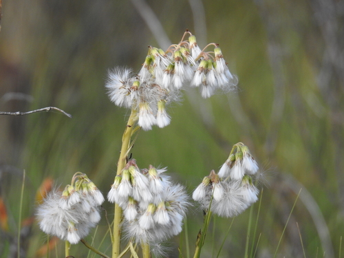 Marsh Fleawort