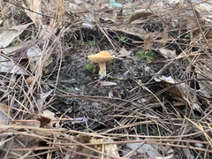 Hydnum