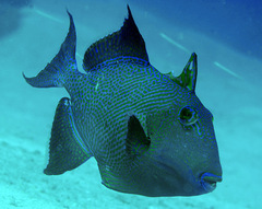 Pseudobalistes fuscus