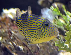 Pseudobalistes fuscus