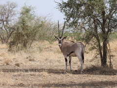 Oryx beisa beisa