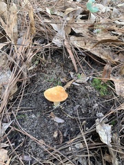 Hydnum