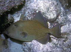 Pseudobalistes fuscus