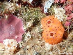 Polysyncraton lacazei